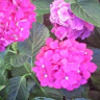 rebhask